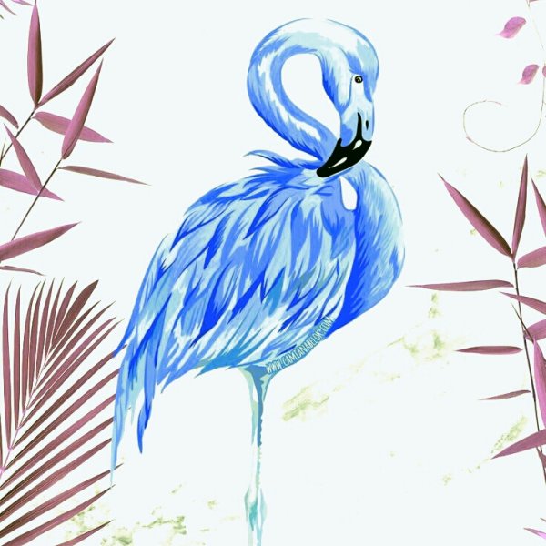 Mavii flamingo