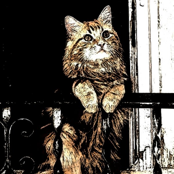 Camdaki Kedi
