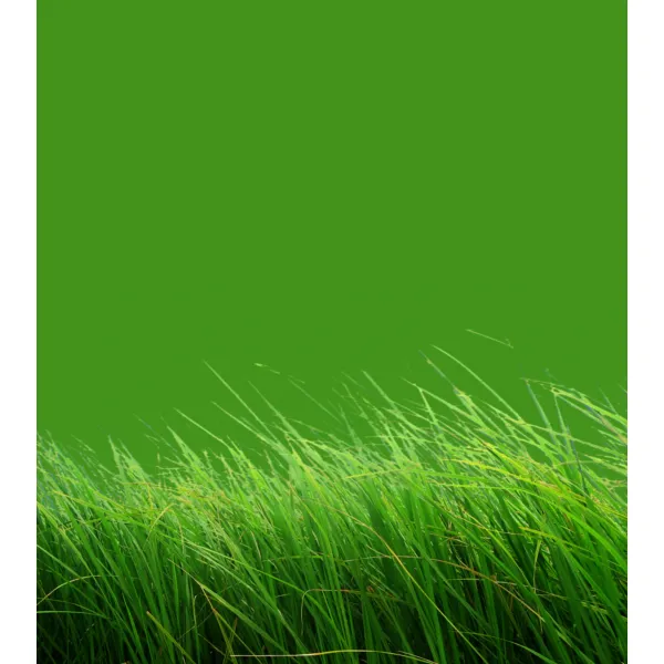 Grass