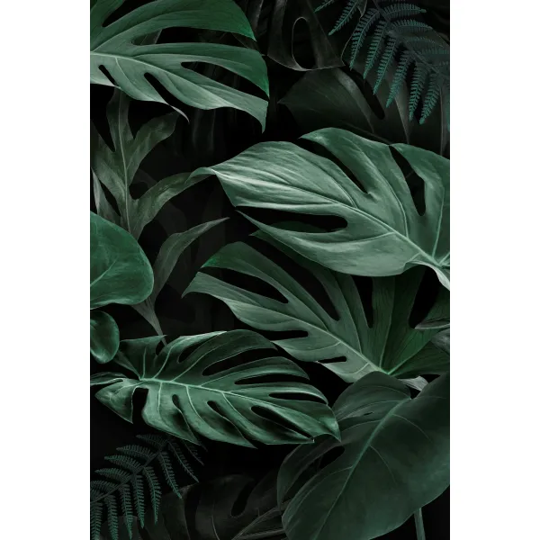 Monstera Forest