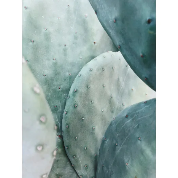 colour patern cactus