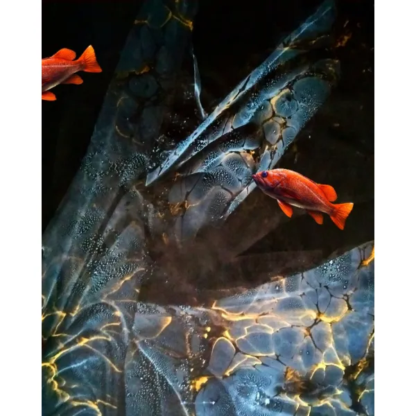 Ebrulu kırmızı balık