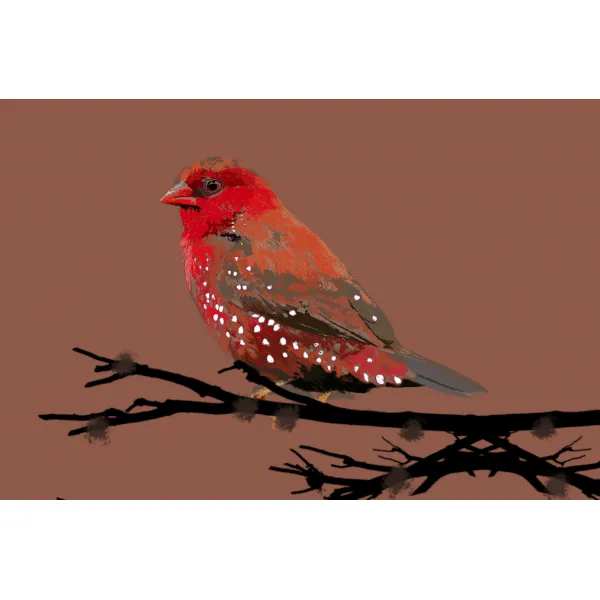 Red avadavat